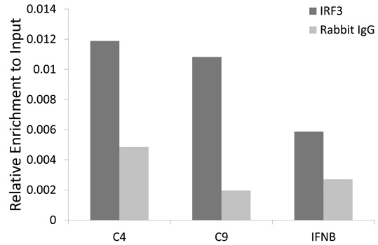 Anti-IRF3 Antibody [KO Validated] (CAB11118)