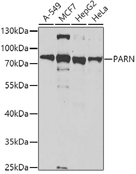 Anti-PARN Antibody (CAB6941)