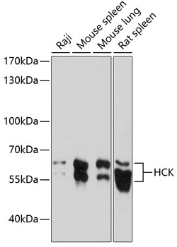 Anti-HCK Antibody (CAB14537)