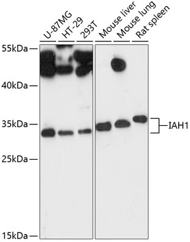 Anti-IAH1 Antibody (CAB13710)