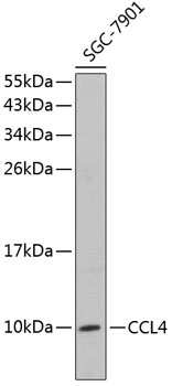 Anti-CCL4 Antibody (CAB1671)