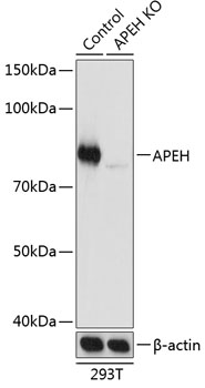 Anti-APEH Antibody [KO Validated] (CAB19912)