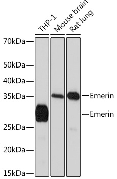 Anti-Emerin Antibody (CAB4187)