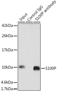 Anti-S100P Antibody (CAB14780)