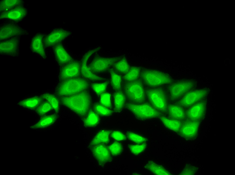 Anti-POLE3 Antibody [KO Validated] (CAB6469)