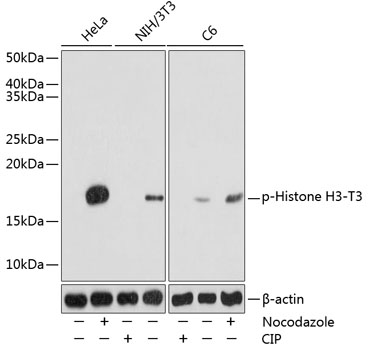Anti-Phospho-Histone HIST1H3A-T3 pAb (CABP0846)