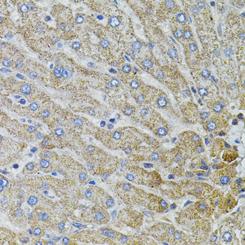 Anti-MARVELD2 Polyclonal Antibody (CAB8909)