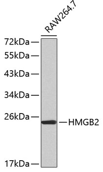 Anti-HMGB2 Antibody (CAB2973)