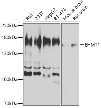 Anti-EHMT1 Polyclonal Antibody (CAB8513)