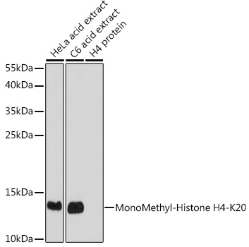 Anti-MonoMethyl-Histone H4-K20 Antibody (CAB2370)