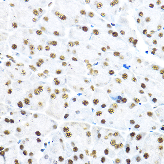 Anti-NR5A2 Antibody (CAB13688)