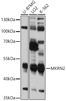 Anti-MKRN2 Antibody (CAB12219)