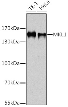 Anti-MKL1 Antibody (CAB14212)