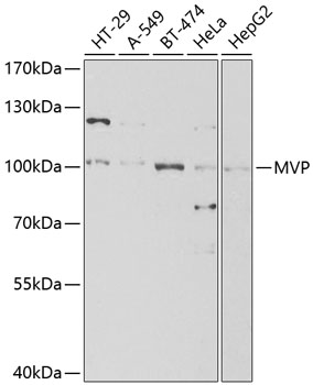 Anti-MVP Antibody (CAB1980)