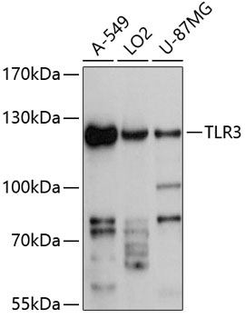 Anti-TLR3 Antibody (CAB11778)