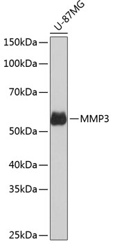 Anti-MMP3 Antibody