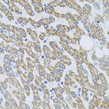 Anti-NTF4 Antibody (CAB1081)