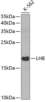 Anti-LHB Antibody (CAB3000)