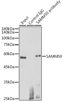 Anti-SAMM50 Antibody (CAB3401)