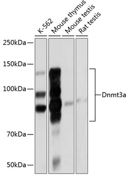 Anti-Dnmt3a Antibody [KO Validated] (CAB19659)