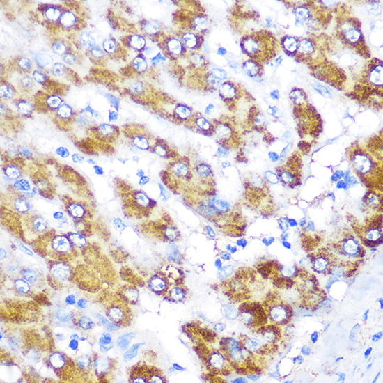 Anti-GATM Antibody (CAB6598)