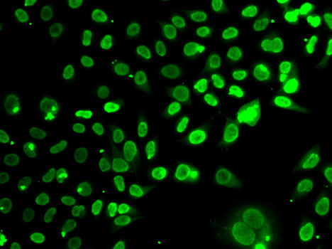 Anti-SEPT7 Antibody (CAB6883)