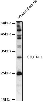 Western blot analysis of extracts of Mouse placenta, using C1QTNF1 antibody at 1:1000 dilution. Secondary antibody: HRP Goat Anti-Rabbit IgG (H+L) at 1:10000 dilution. Lysates/proteins: 25ug per lane. Blocking buffer: 3% nonfat dry milk in TBST. Detection: ECL Basic Kit. Exposure time: 90s.