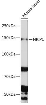 Anti-NRIP1 Polyclonal Antibody (CAB9955)