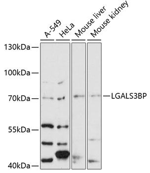 Anti-LGALS3BP Antibody (CAB12005)