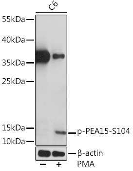 Anti-Phospho-PEA15-S104 pAb (CABP0874)