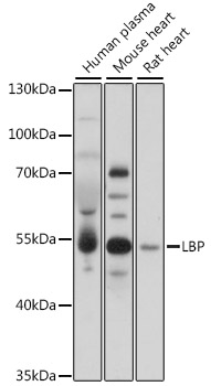 Anti-LBP Antibody (CAB17507)