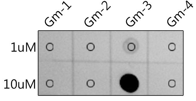 Dot-blot analysis of all sorts of peptides using 2'-O-Methylguanosine(Gm) antibody at 1:1000 dilution.