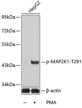 Anti-Phospho-MAP2K1-T291 Antibody (CABP0258)