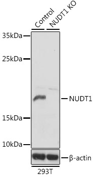 Anti-NUDT1 Antibody [KO Validated] (CAB13330)