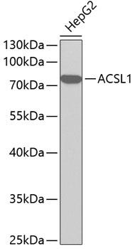Anti-ACSL1 Antibody (CAB1000)