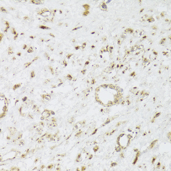 Anti-CIAPIN1 Antibody (CAB6336)