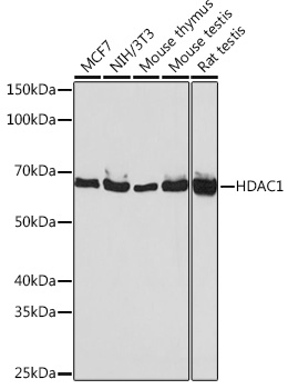 Anti-HDAC1 Antibody [KO Validated] (CAB19571)