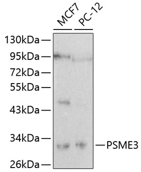 Anti-PSME3 Antibody (CAB0271)