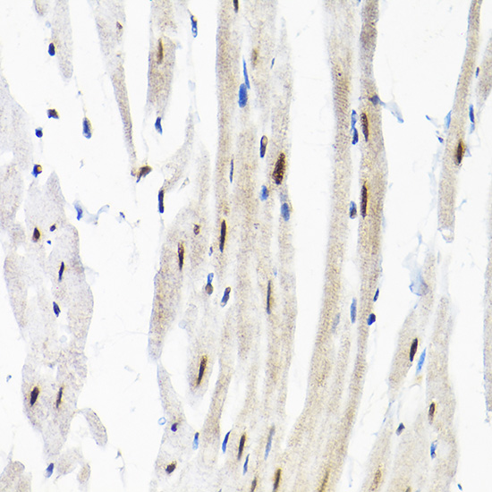 Anti-SNRPF Antibody (CAB12162)