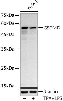 Western blot analysis of extracts of THP-1 cells, using GSDMD antibody at 1:1000 dilution. THP-1 cells were treated by LPS (1 ÃŽÂ¼g/ml) at 37Ã¢â€žÆ’ for 8 hours. THP-1 cells were treated by PMA/TPA (200 nM) at 37Ã¢â€žÆ’ for 15 minutes after serum-starvation overnight. Secondary antibody: HRP Goat Anti-Rabbit IgG (H+L) at 1:10000 dilution. Lysates/proteins: 25ug per lane. Blocking buffer: 3% nonfat dry milk in TBST. Detection: ECL Basic Kit. Exposure time: 180s.