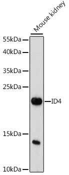 Anti-ID4 Antibody (CAB16229)