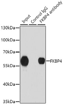 Anti-FKBP4 Antibody (CAB5643)