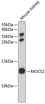 Anti-MOCS2 Antibody (CAB3965)