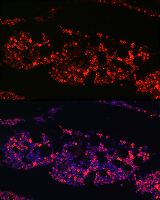 Anti-MPO Antibody (CAB1374)