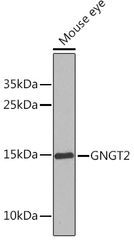 Anti-GNGT2 Polyclonal Antibody (CAB9818)