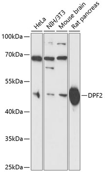 Anti-DPF2 Antibody (CAB13271)