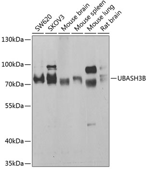 Anti-UBASH3B Antibody (CAB7141)