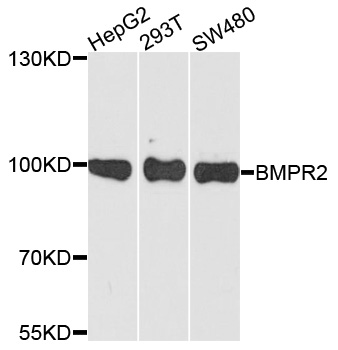 Anti-BMPR2 Antibody (CAB5666)