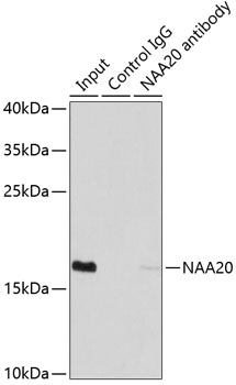 Anti-NAA20 Antibody (CAB7105)