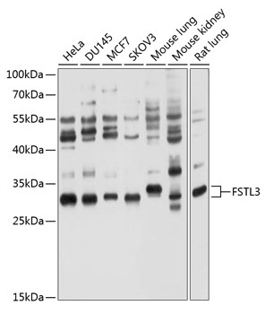 Anti-FSTL3 Antibody (CAB10279)